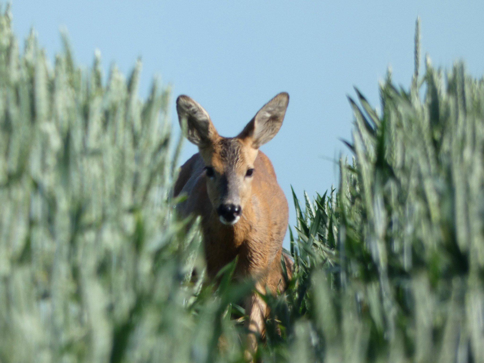 Mes toutes premières photos animalières avec encore mon 1er appareil tout simple , un bridge , sans objectifs interchangeables , juste un zoom.