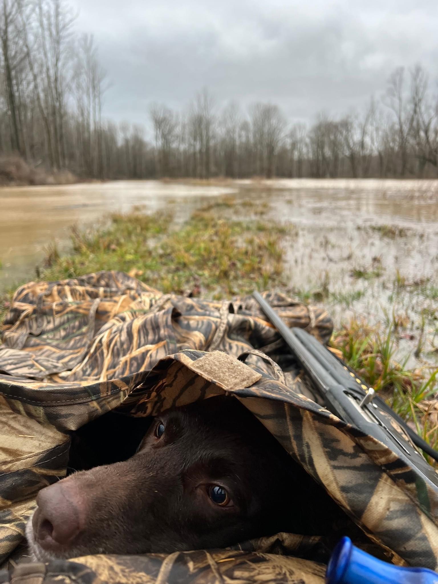 Happy National Dog Day to the bestest hunting buddies everywhere!