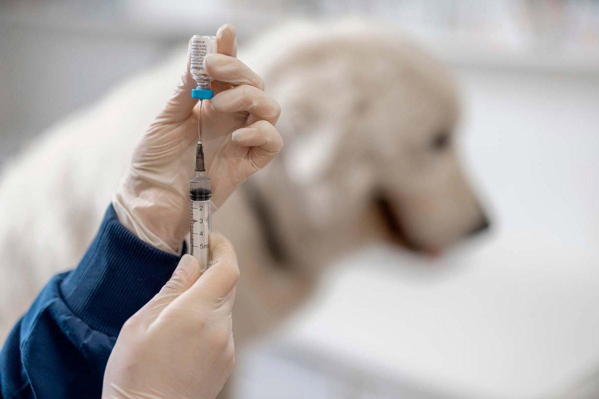 Viruset rabies skyldes et retrovirus fra Rhabdoviridae-familien, der angriber centralnervesystemet hos pattedyr.
