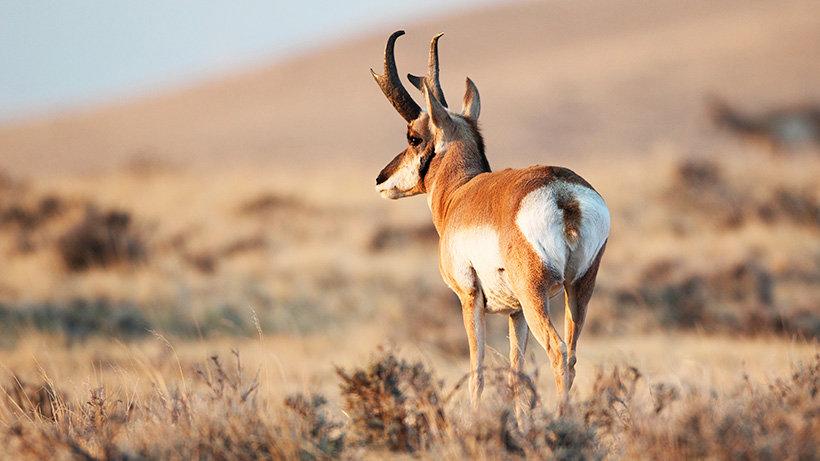 Over 300 miles of fencing removed to benefit Nevada antelope