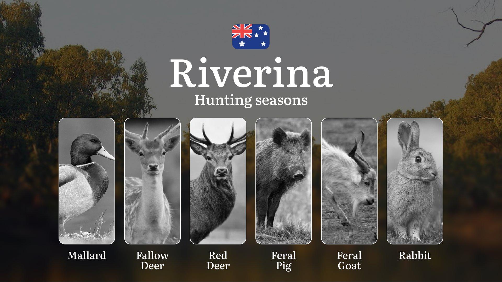 Riverina's Hunting Calendar: When the Plains Come Alive – Seasons, Strategies & Prime Times for Australian Wetland and Woodland Game