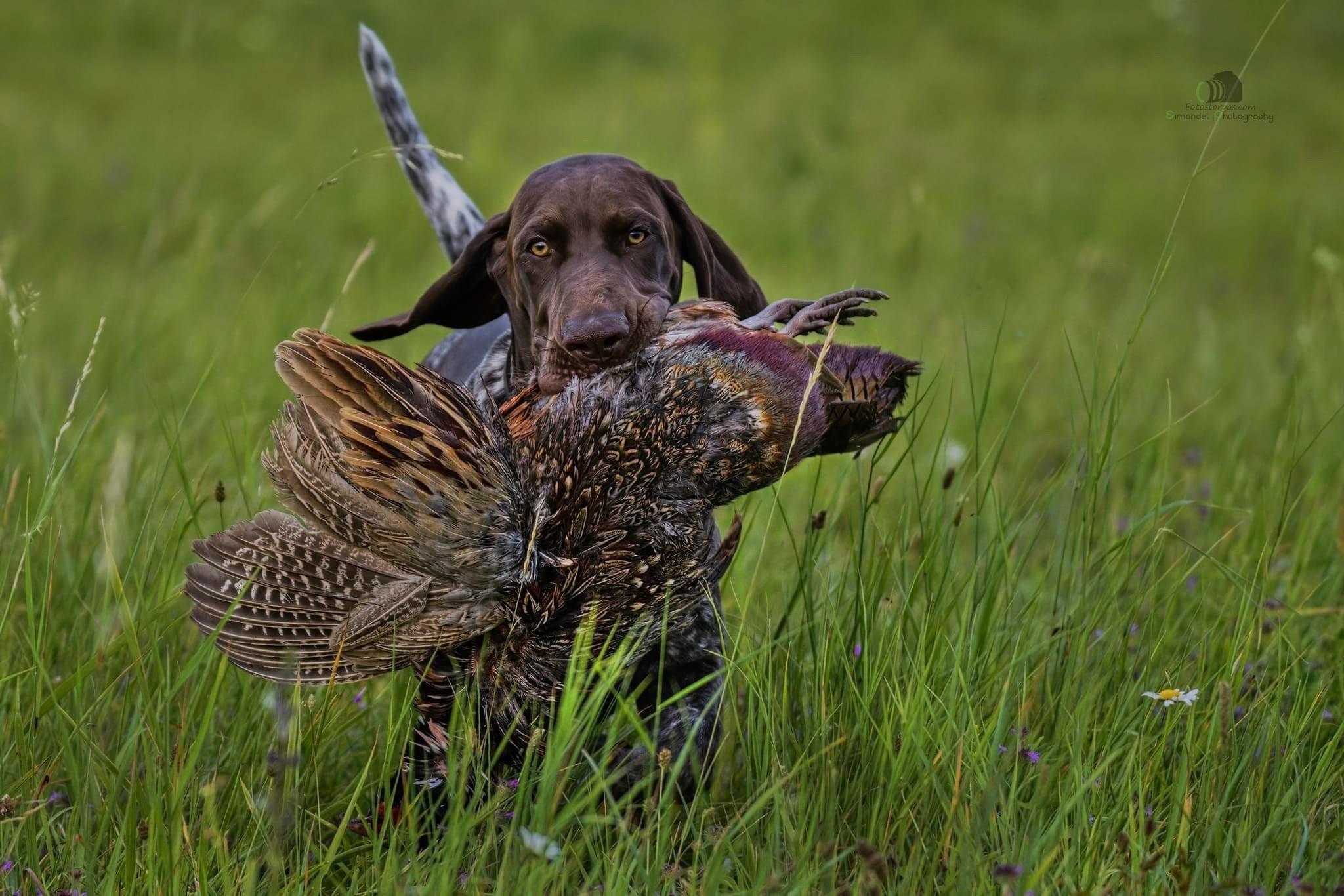 A little German who has a hunting desire to learn.