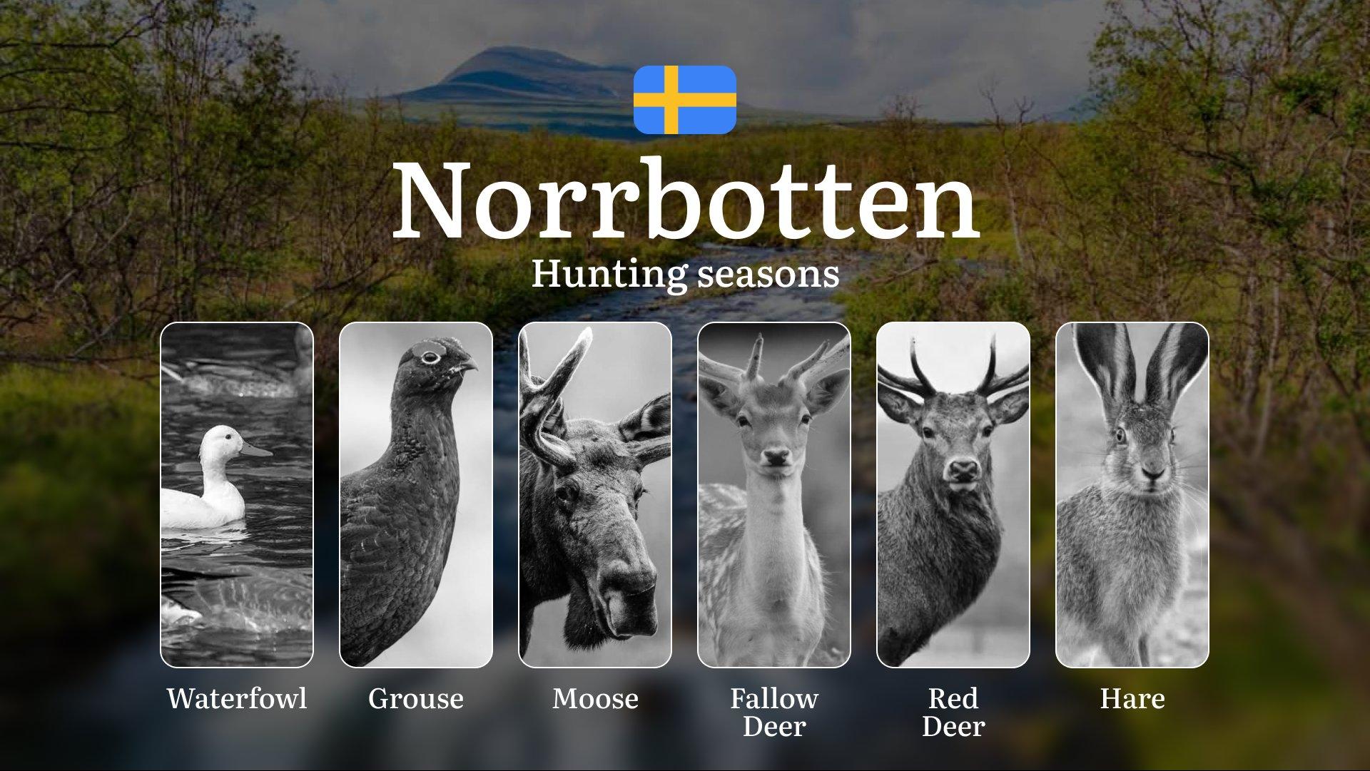 Hunting Periods and Local Rules in NORRBOTTEN: Species You Can Hunt Throughout the Year, Seasonal Activity of Game, and the Steps to Get a Legal Hunting License in the Region