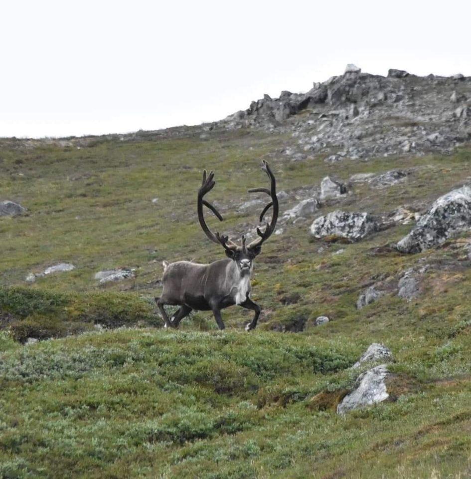 Go on a hunt in South Greenland.