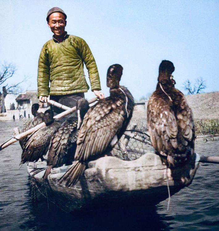 Hunting with cormorants.