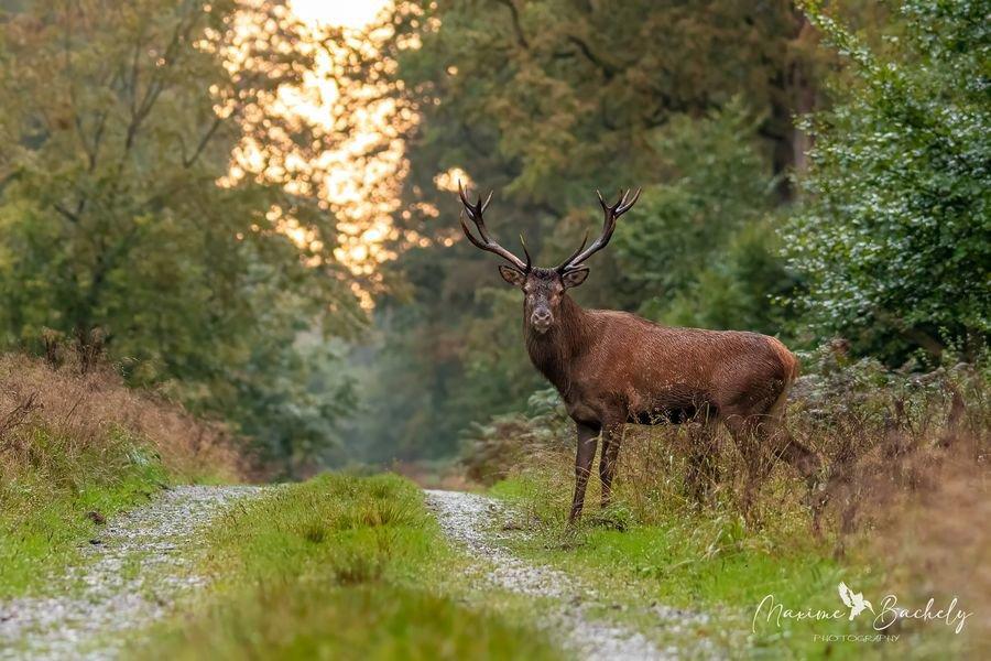 Toujours vendredi soir après avoir préparé le campement pour le week-end, nous avions encore un peu de lumière devant nous pour espéré voir et photographier un cerf!!!