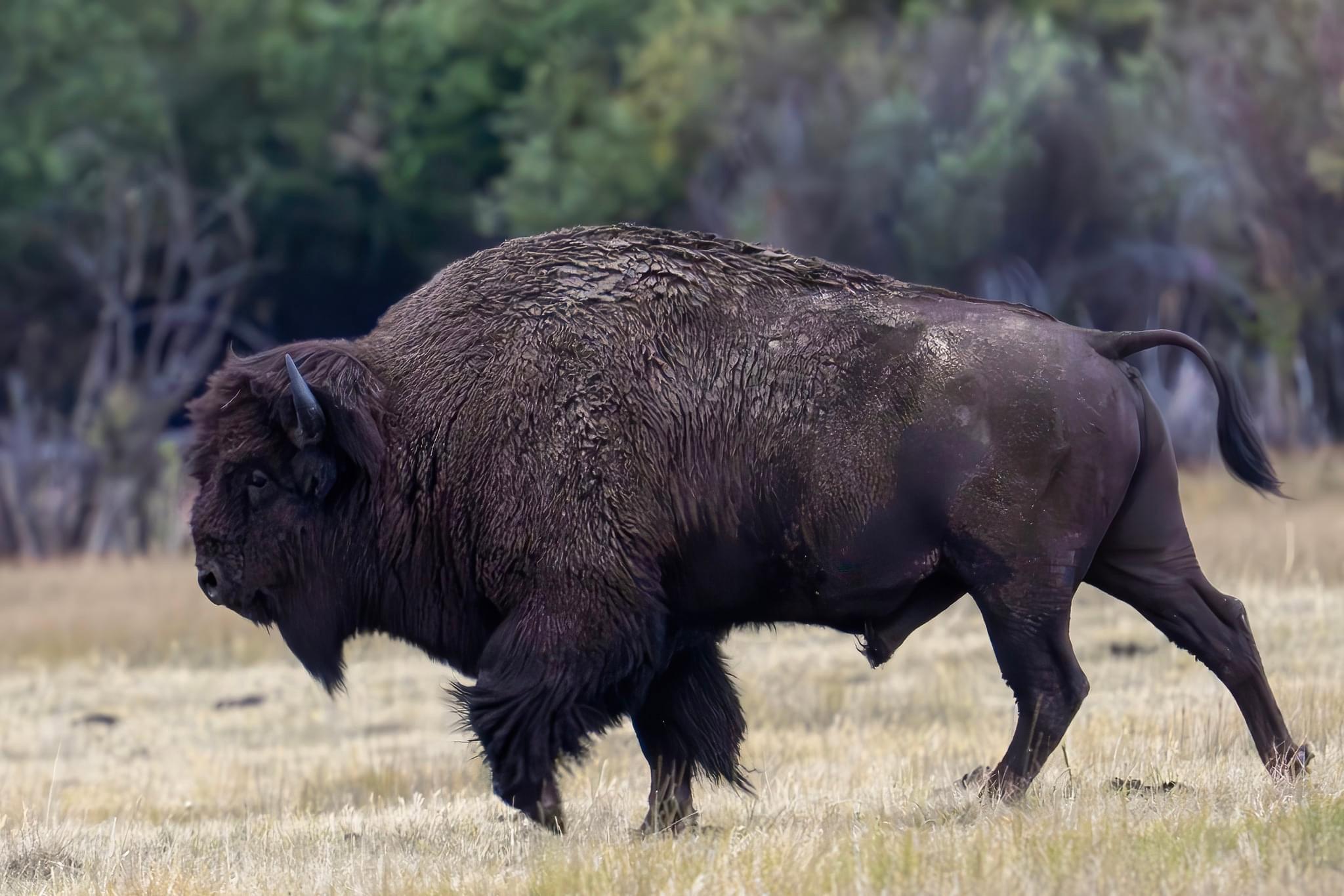 Hundreds of species of #mammals, #birds, #fish, #reptiles, and #amphibians have been documented, including several that are either endangered or threatened.