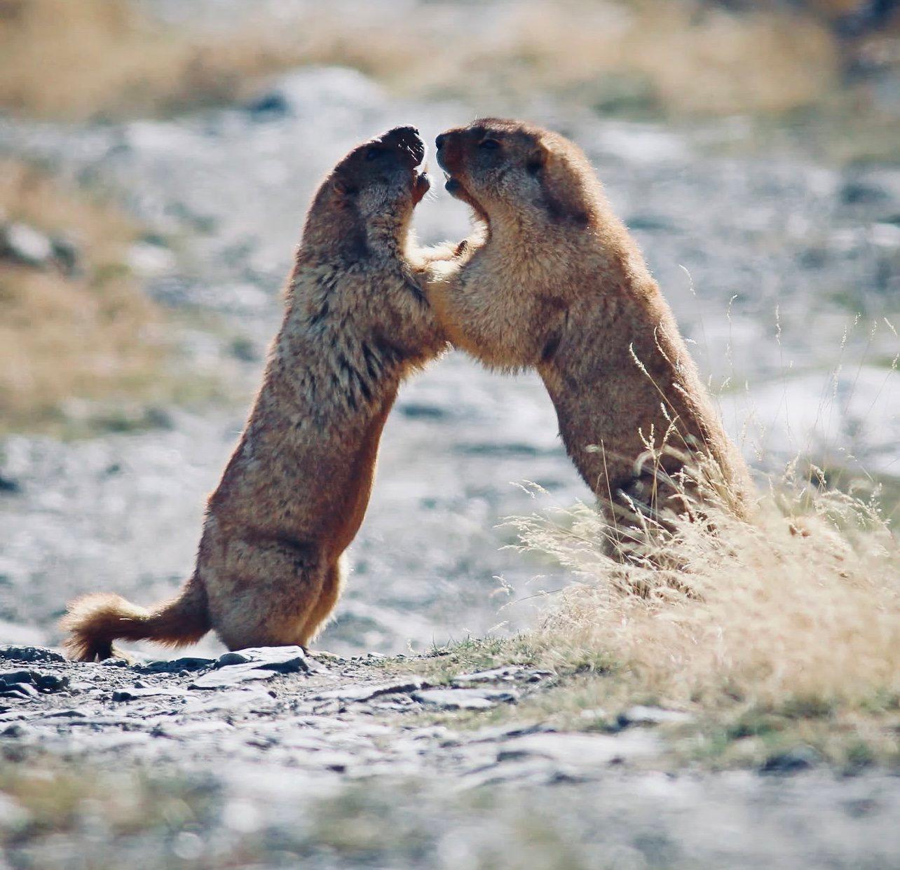 СУРОК СЕРЫЙ (алтайский): описание, охота на сурка, повадки, где обитает, методы добычи и трофейная ценность