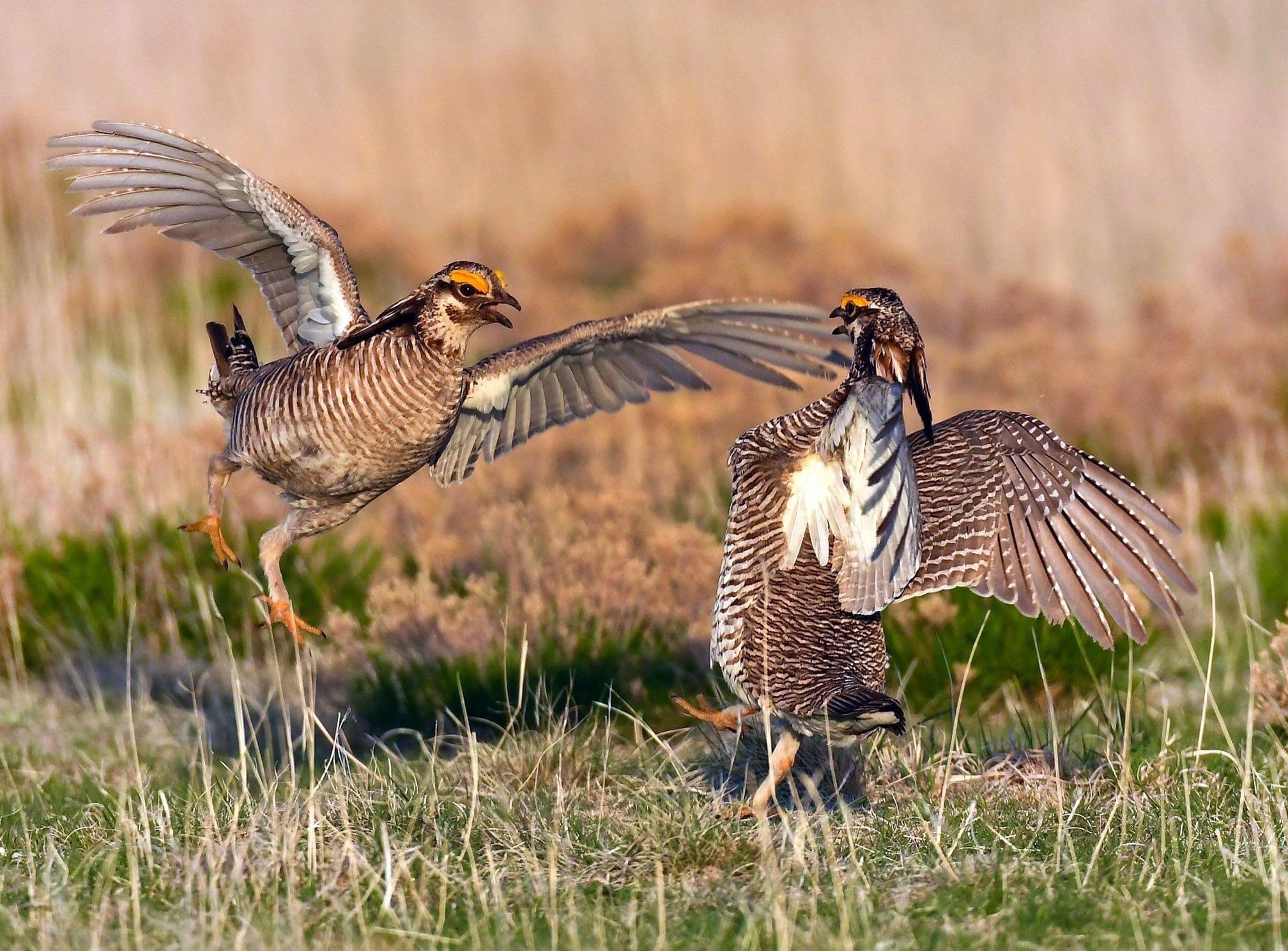 NAGP JOB ANNOUNCEMENT - Lesser Prairie-Chicken Landowner Alliance Coordinator, Apply by July 29