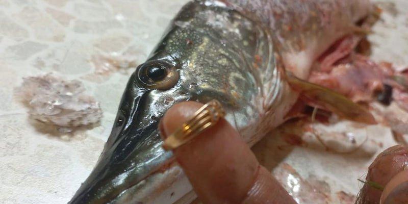 Рыбак неожиданно выловил щуку с золотым кольцом под Новосибирском