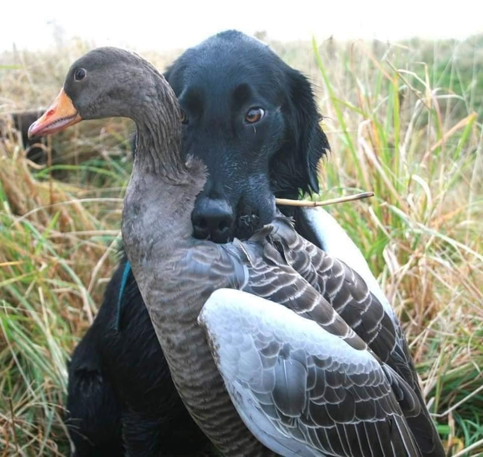 Goose shooting 