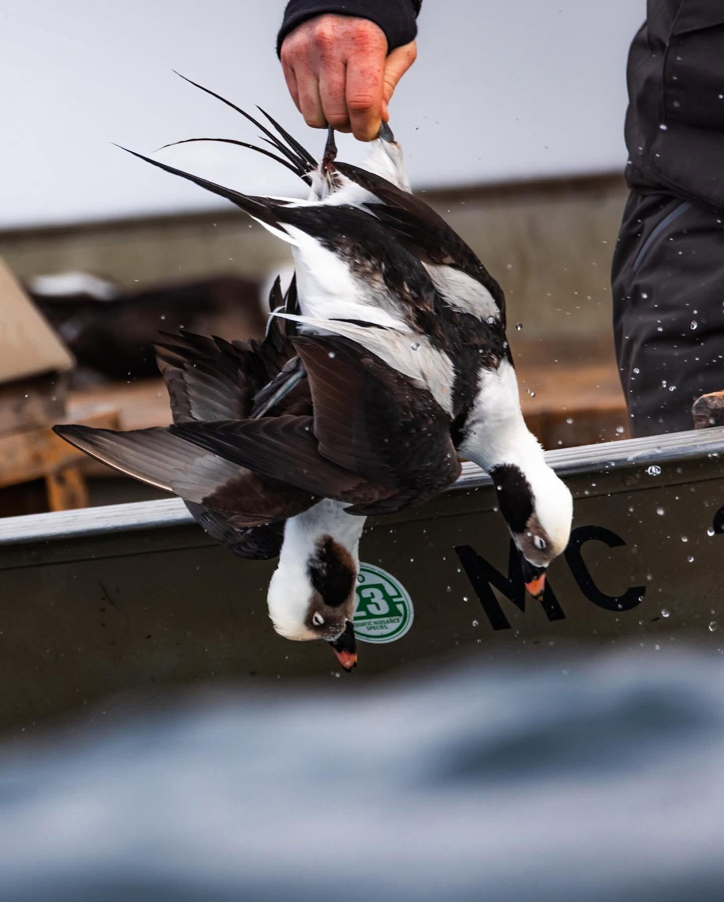 On the windswept waters of Lake Michigan, hunting sea ducks and Old Squaw (long-tailed ducks) has been a test of grit for generations.