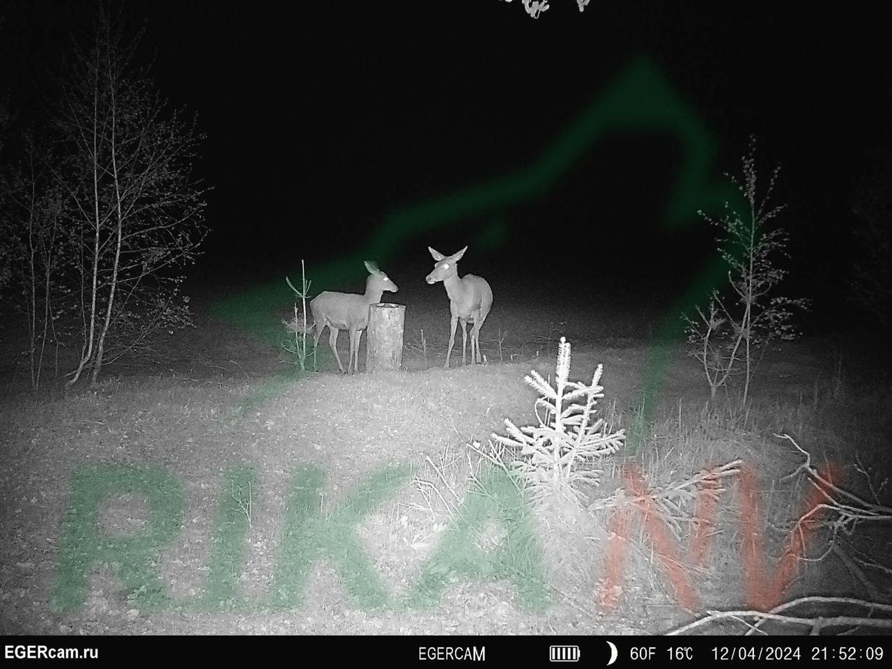 🦌🐇Raznolik život na hranilištu u zemlji