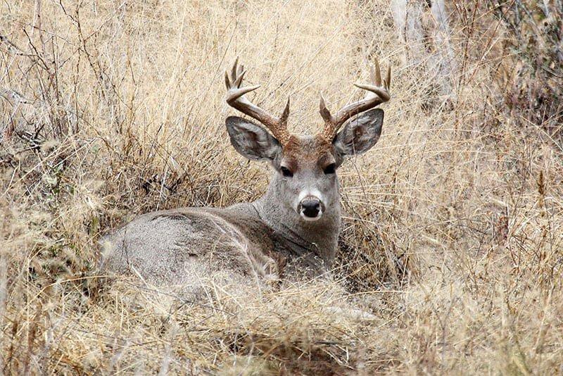 Hardest Deer to Hunt