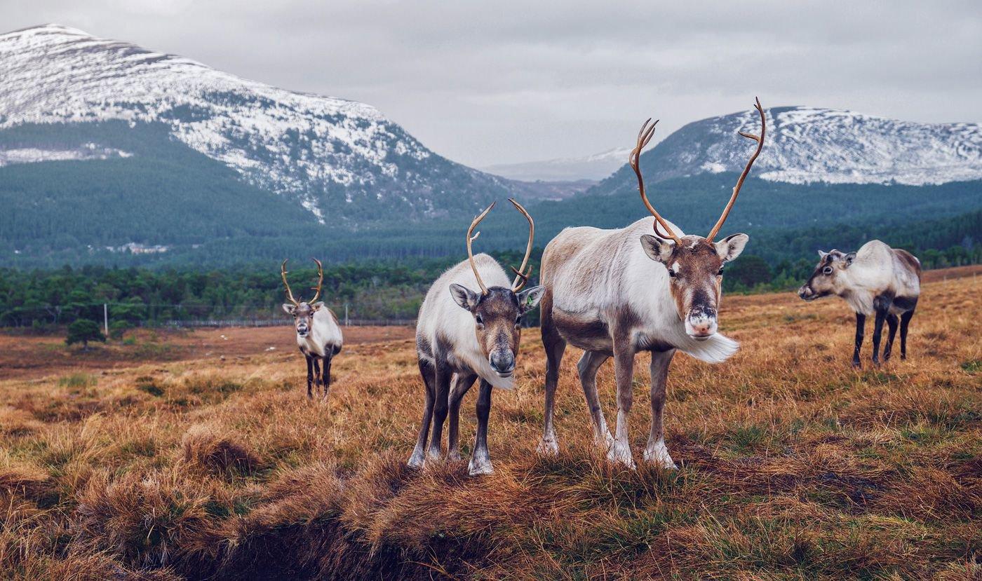 Cairngorms National Park, Scotland