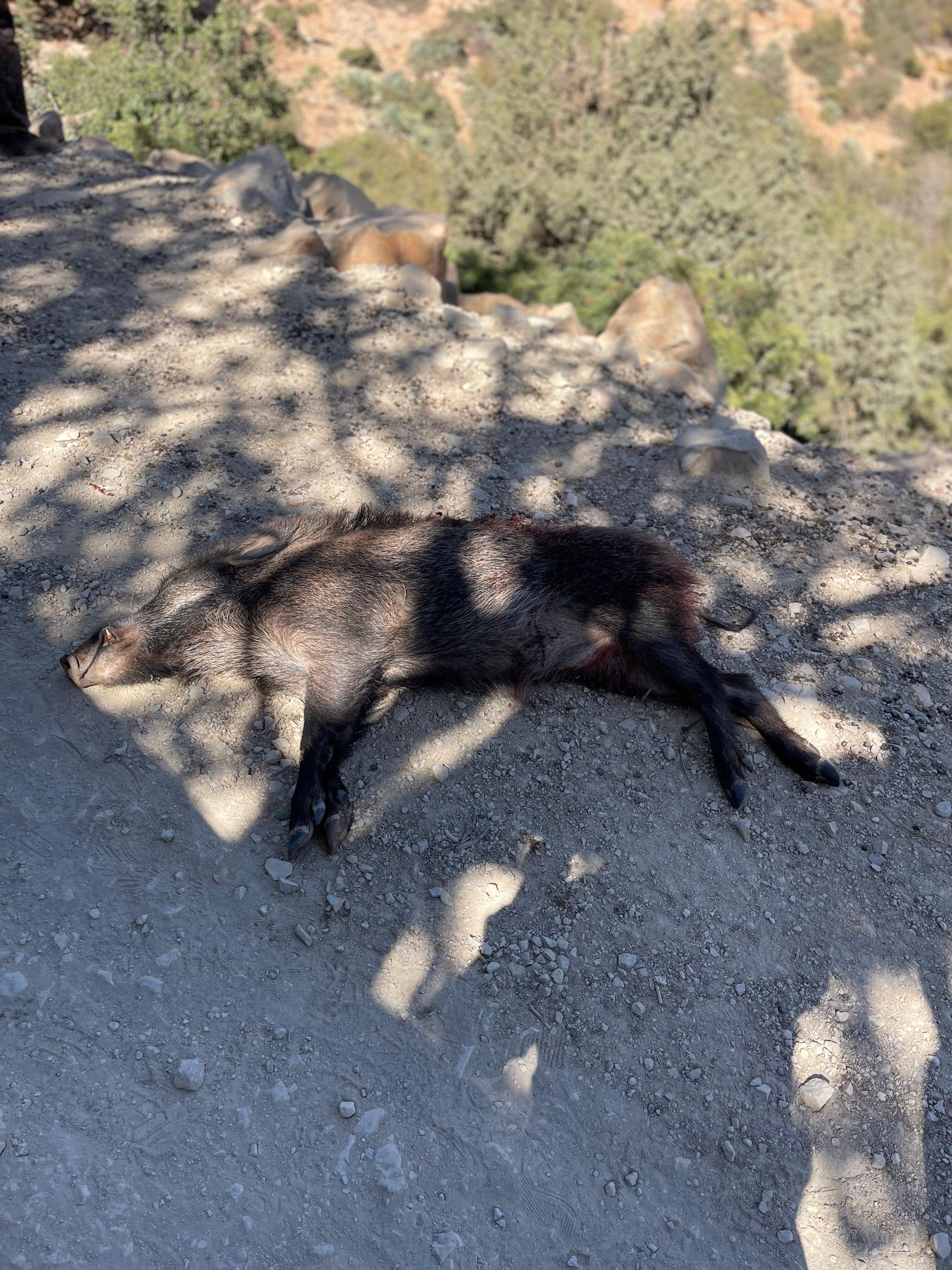 Chasse au Maroc: Animaux Chassés au Maroc partie 2