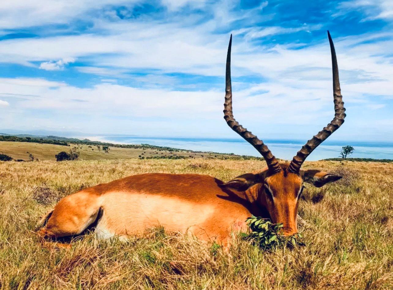 Driven Hunts in South Africa: A Hunter's Guide