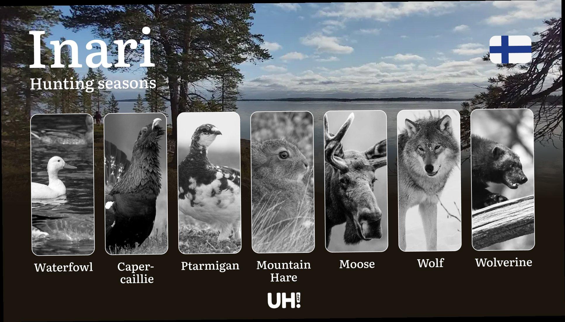 Hunting Seasons in INARI: Mandatory Licenses, General Regulations, Optimal Hunting Periods, Restrictions & Key Season Rules