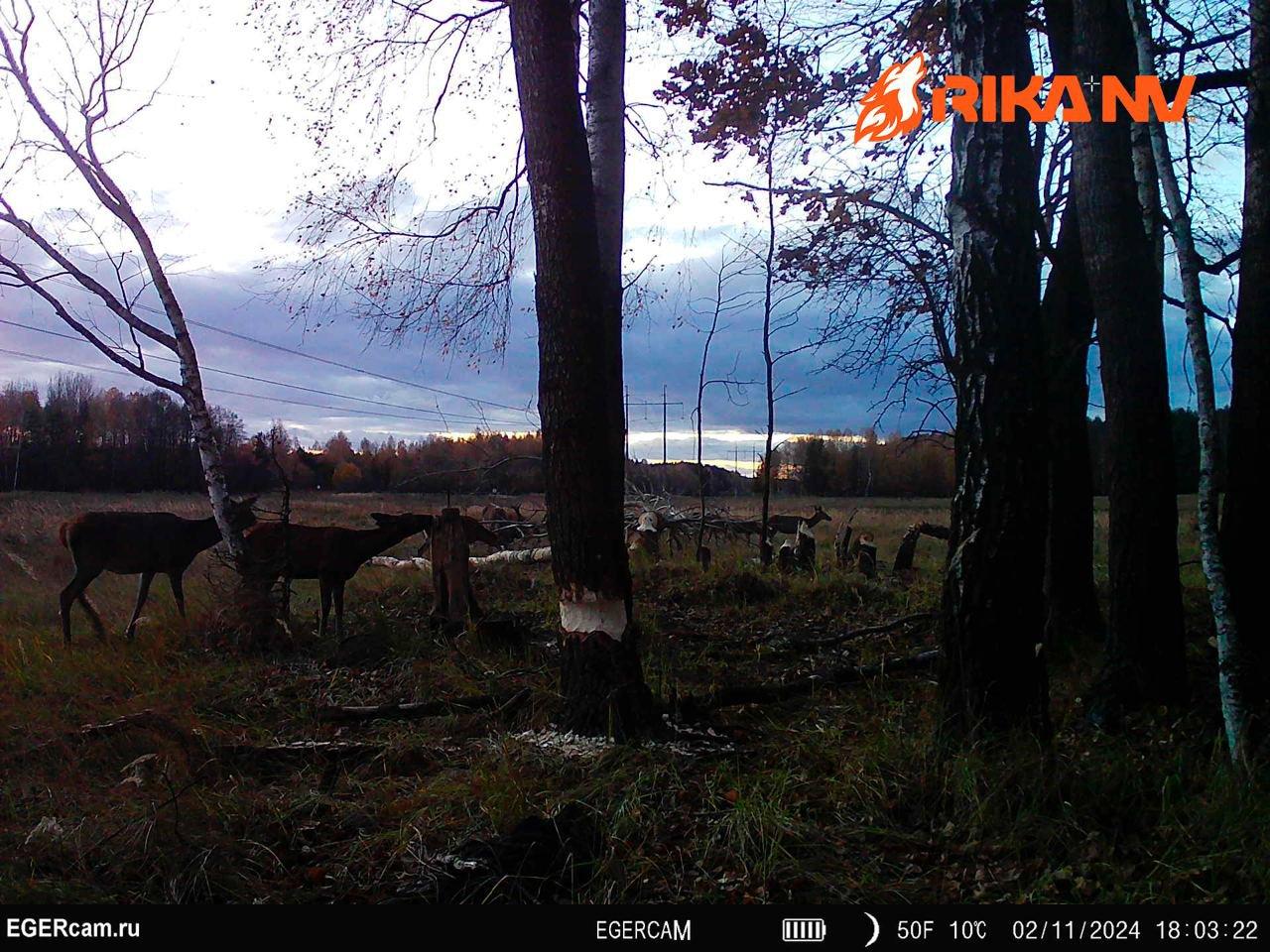 Successes in filming beavers in the Belarusian lands
