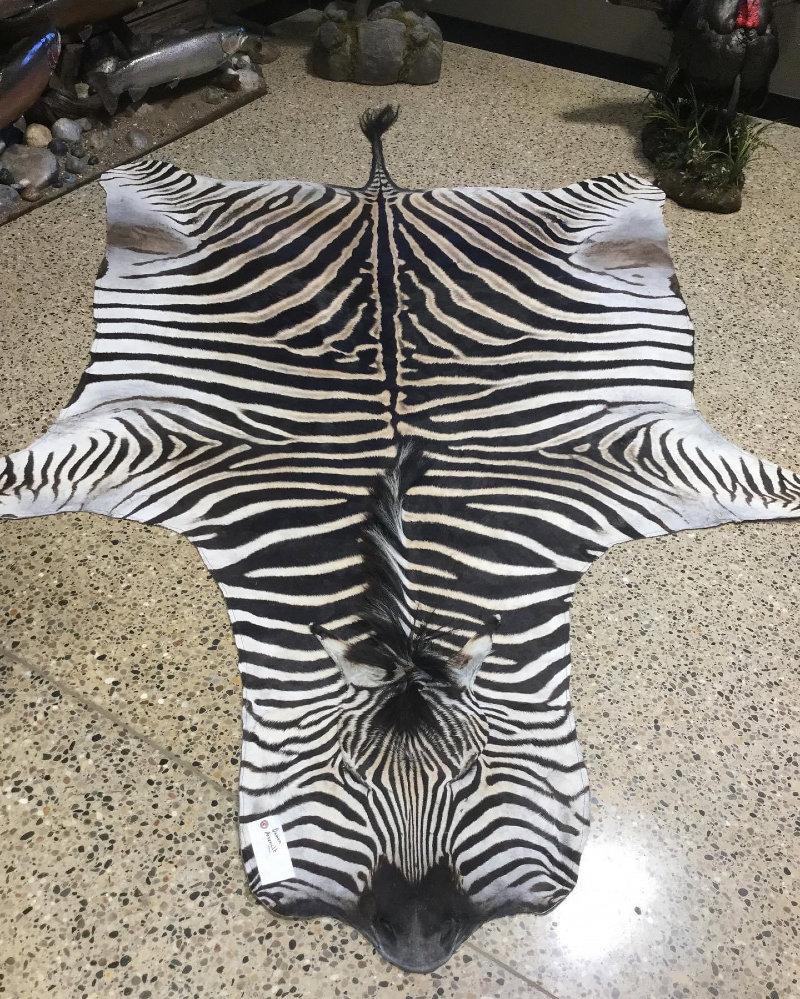The patterns on a African Zebra are truly memorizing!