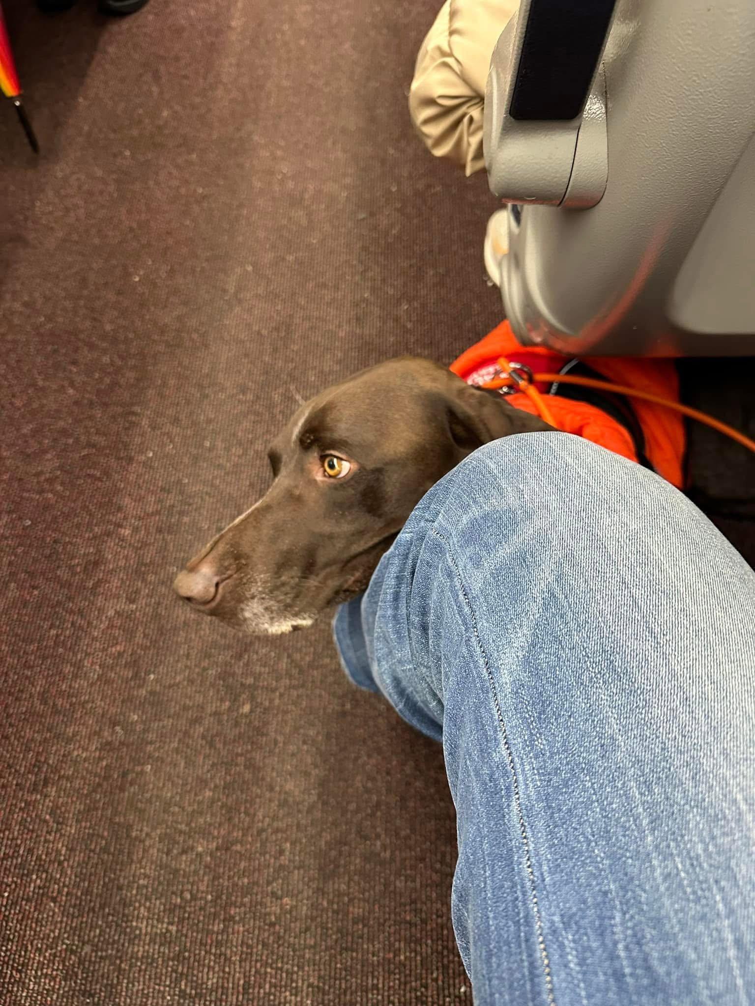 After a looong day of touring London, my service dog Jack was absolutely wrecked.