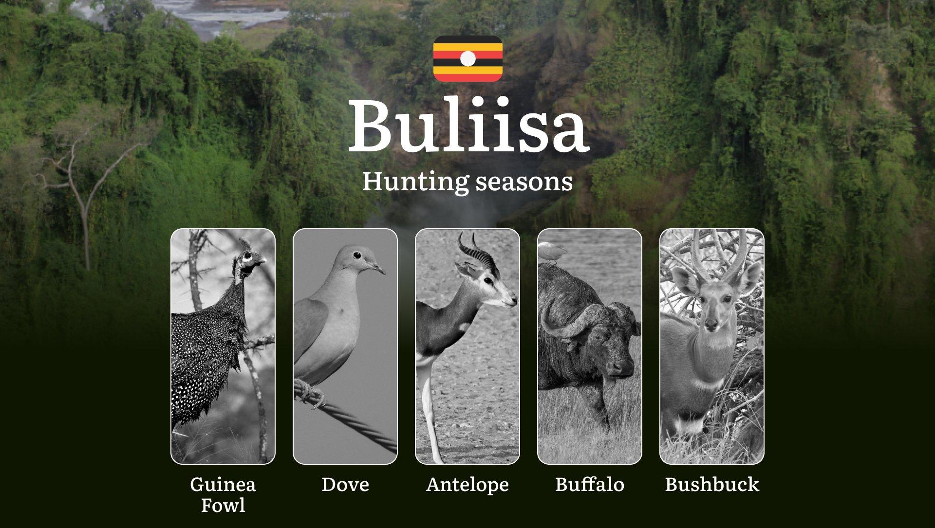 Hunting Season Dates in Buliisa: Regulatory Caps and Seasonal Closures, License Requirements, Penalties and Legal Outcomes for Infractions, Strategic Planning, Best Timing, Equipment Selection