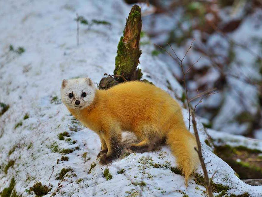 Japanski sable-predstavnik je obitelji mustelida i smatra se grabežljivim sisavcem.