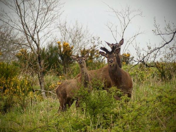 Bonjour à tout les passionnés de Nature !!un petit partage de mes dernières rencontres au coeur de notre beau pays Breton...