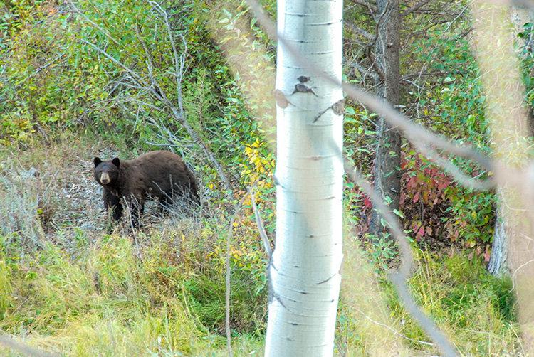 5 AWESOME DIY HUNTS YOU CAN TAKE THIS YEAR