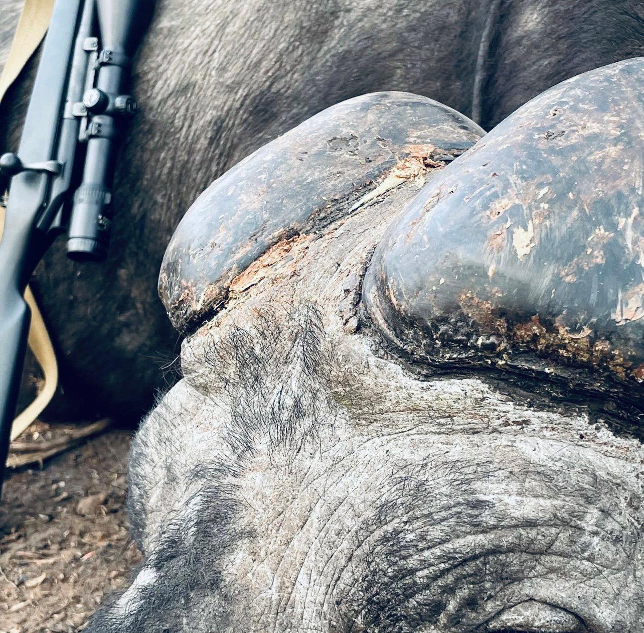 Buffalo Hunting in Mozambique: methods, season, areas, price.