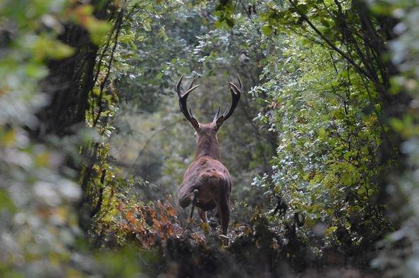 cerf pris en photo juste après le brame fin octobre 2023 Eure et loir