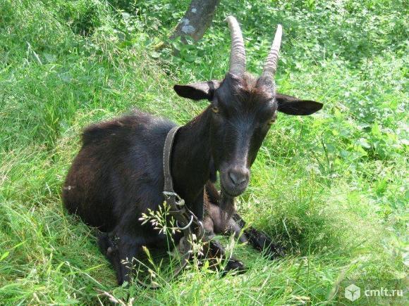 Capra neagra,( Rupicapra rupicapra),   in numar de cateva sute de exemplare, este protejata de lege si este o adevarata mandrie a tarii noastre, salasluieste pe crestele alpine, greu accesibile chiar si celor mai experimentati alpinisti.