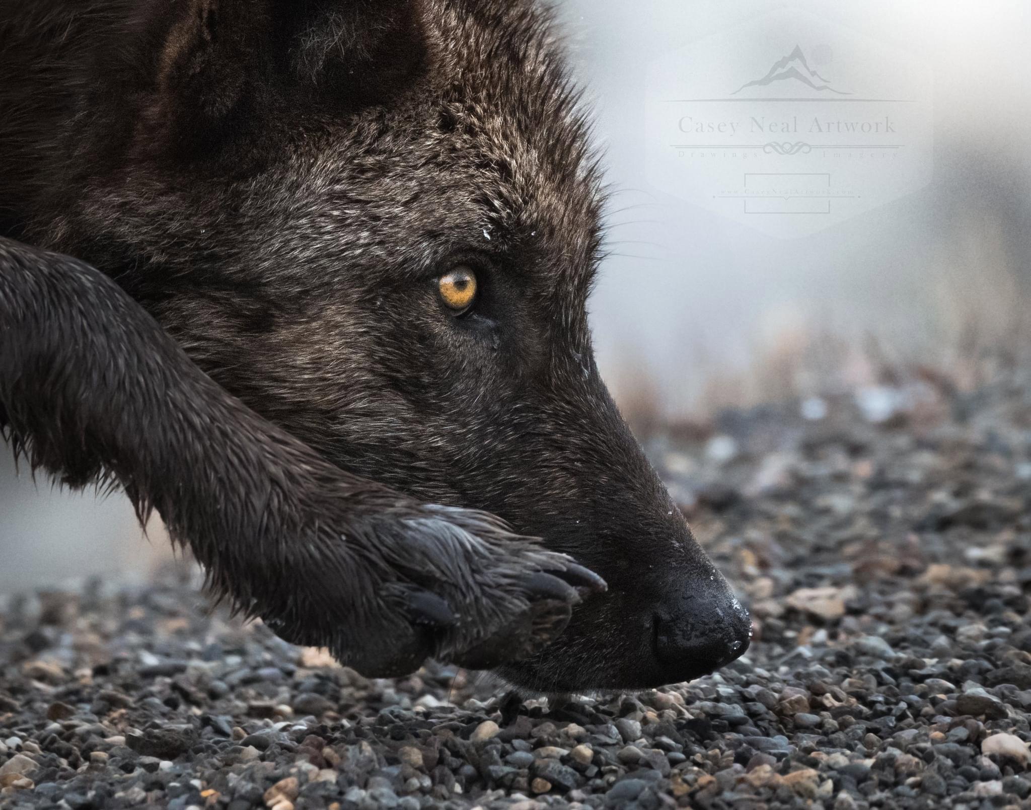Yellowstone's Birthday,
