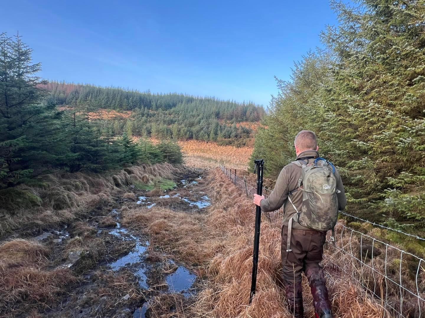 A week on the Killarney area of western Ireland, taking as many Sika females as possible before the end of the season,  as they are now, in the view of some, in far too high numbers.