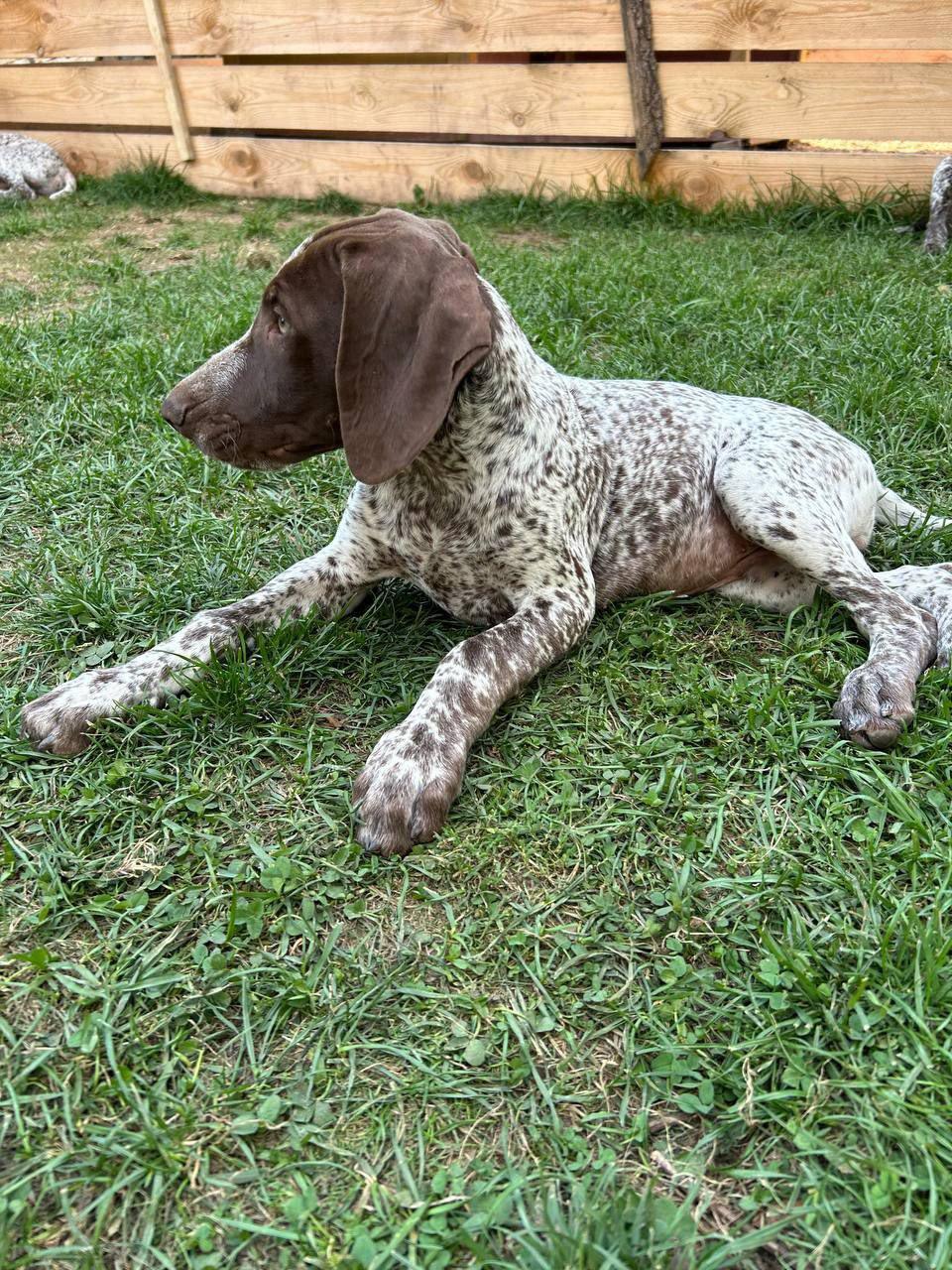 The German Shorthaired Pointer Puppy: Characteristics, Care, and Training for Hunting