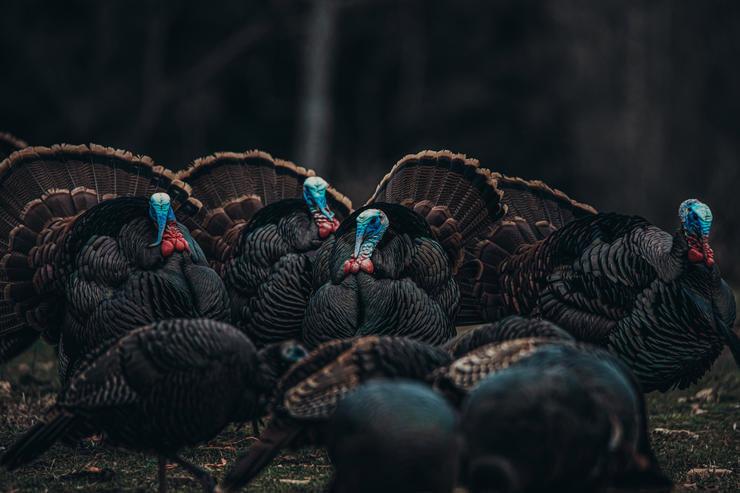 Tennessee Moves to Later Turkey Season, 2-Bird Bag Limit, No Fanning on Public Land