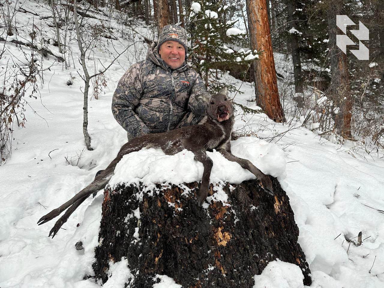 Winter, cold: bear, lynx and musk deer