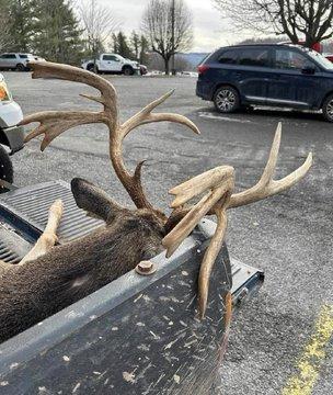Congrats to the lucky hunter that downed this super cool racked buck.