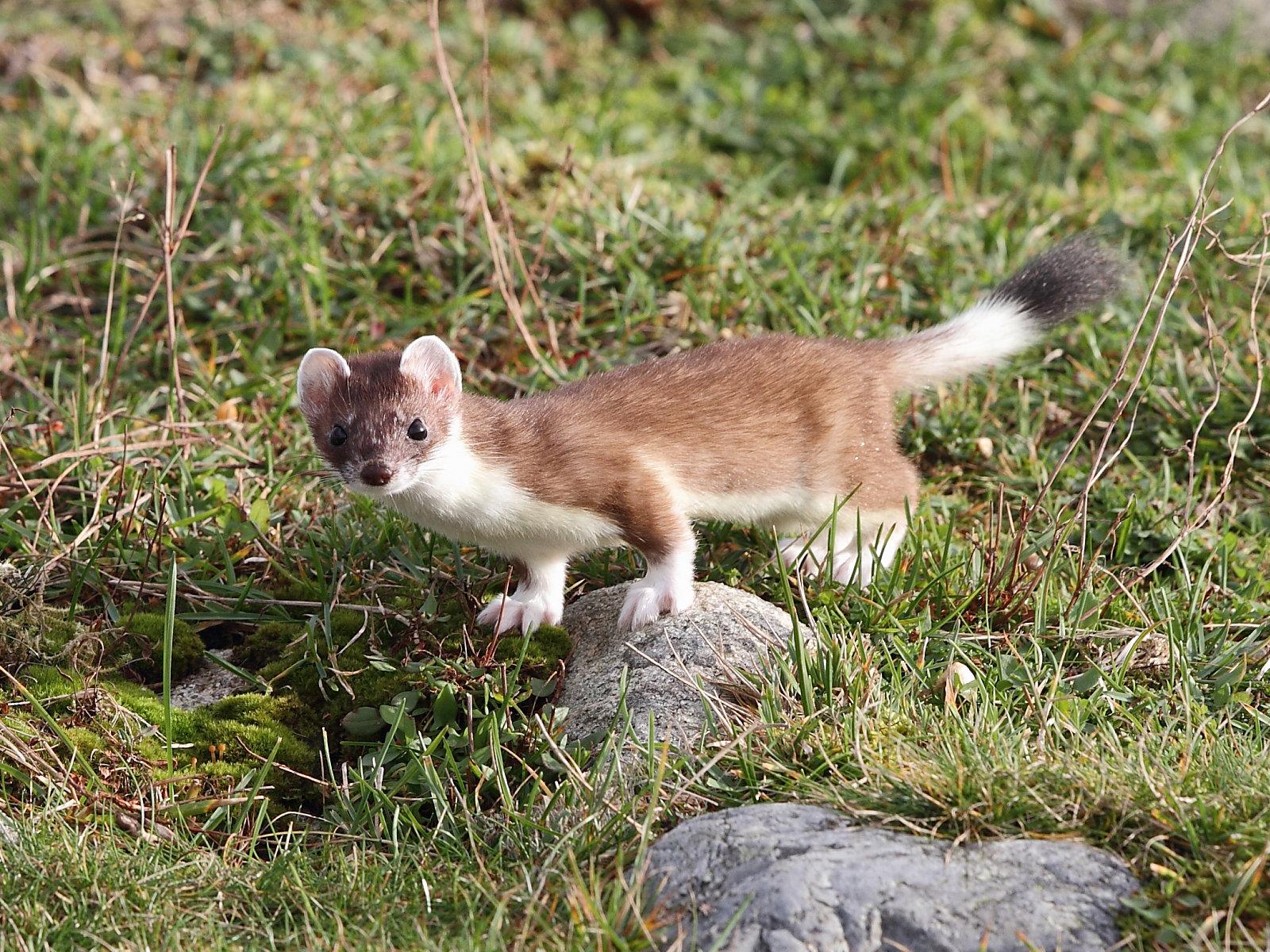 Ermine fur was used in the 15th century by Catholic monarchs, who sometimes used it as the mozzetta cape.