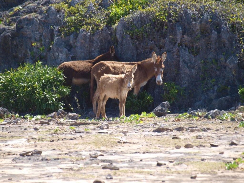 Barbuda is a wildlife paradise
