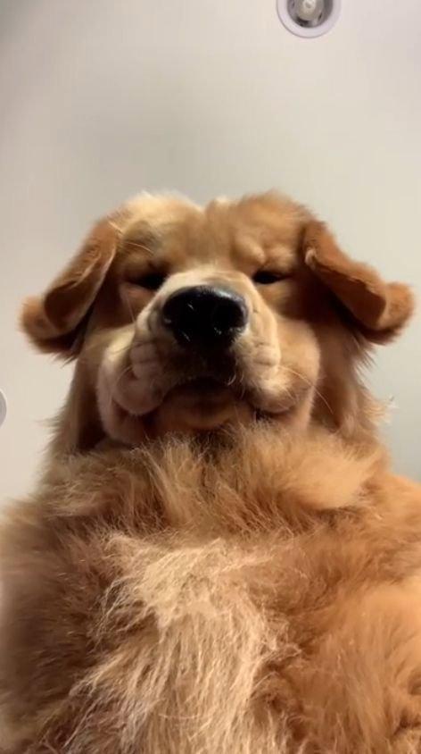 Golden Retriever, eller Golden Retriever, er en race af jagthunde udviklet i Storbritannien i det 19.