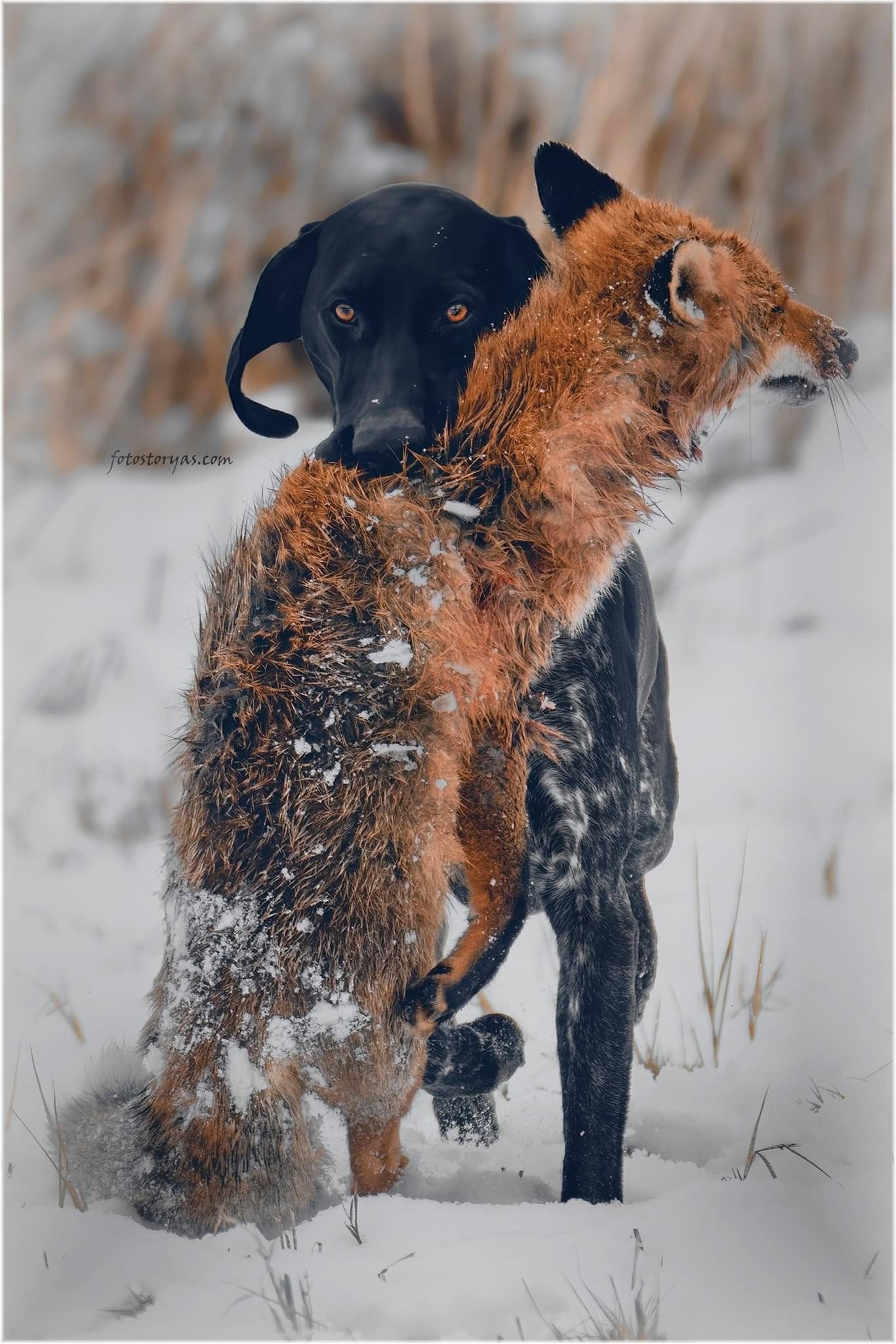 Winter Demon 😈🐾🦊