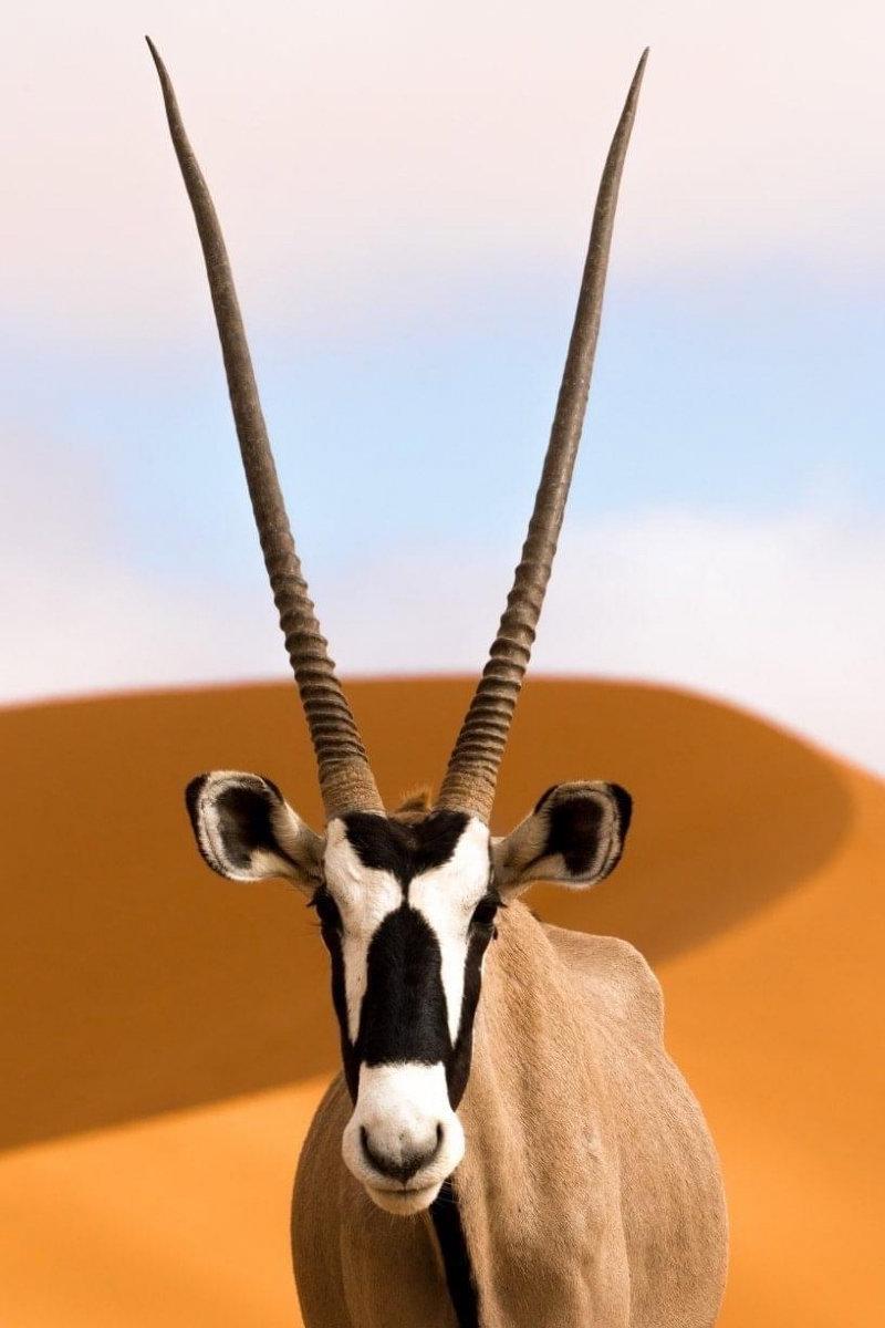 Portrait of a beautiful and striking gemsbok (also known as an Oryx).