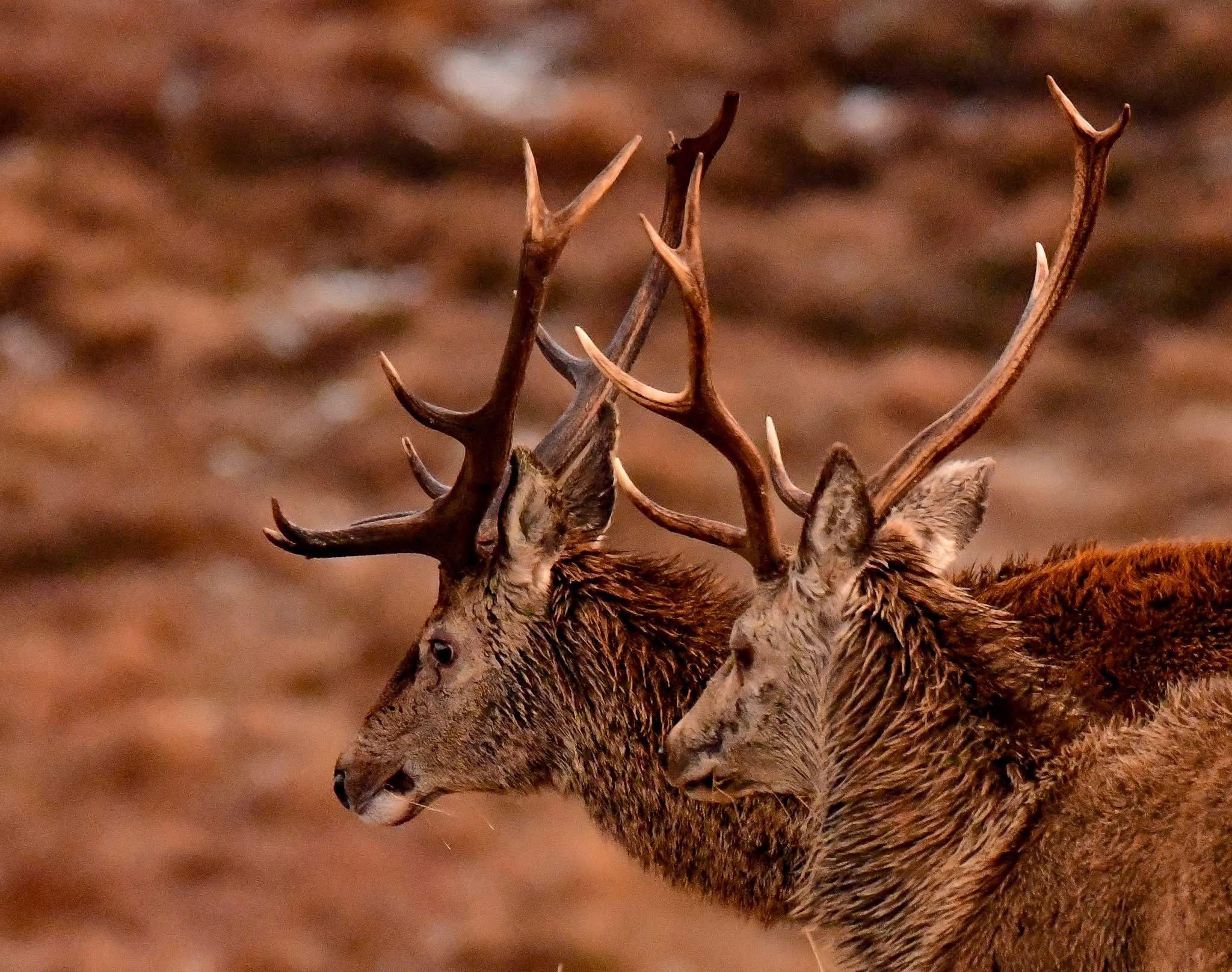 I live in the Scottish highlands and have a passion for stalking red deer  to get as close as possible to capture them in their natural habitat .