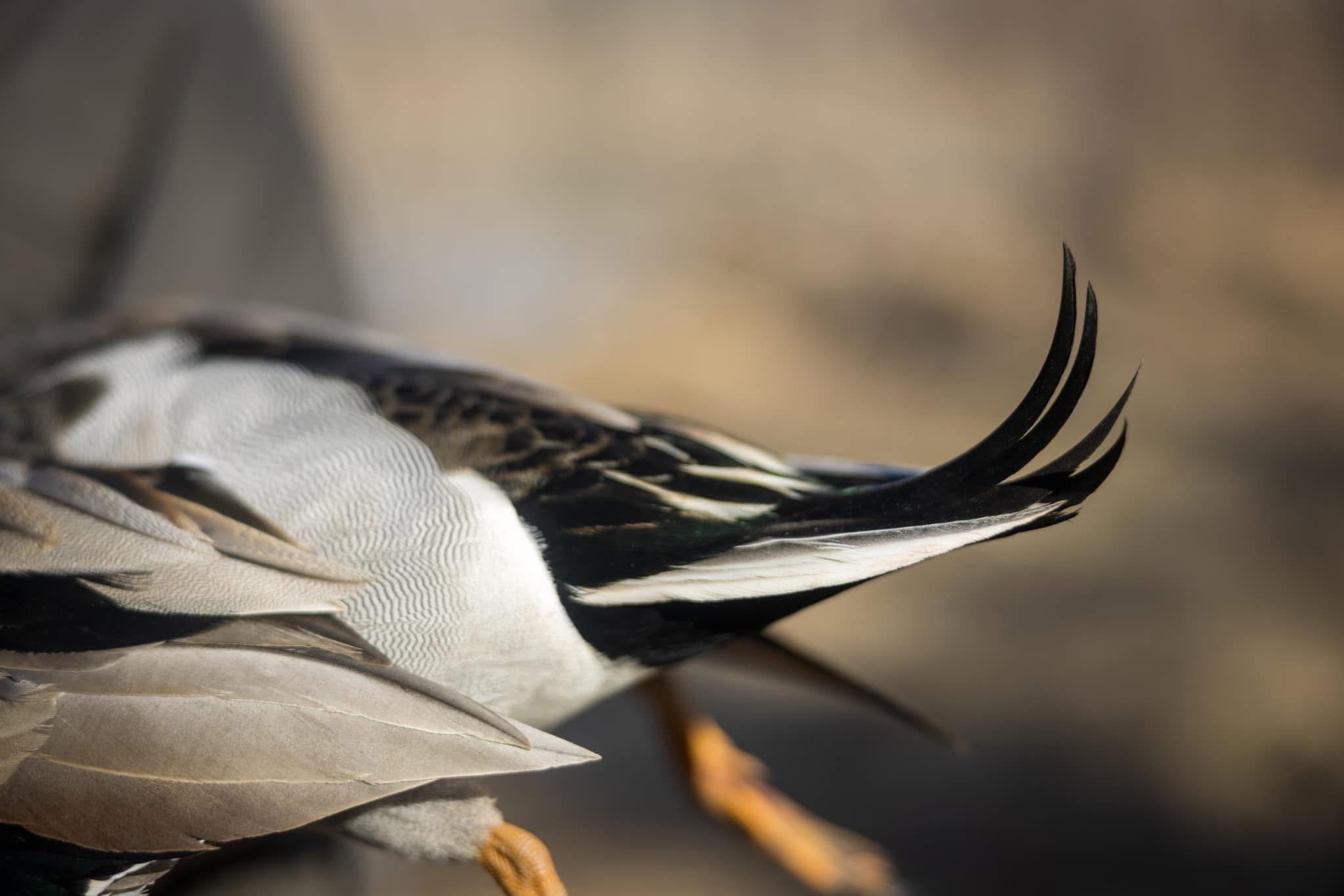 Pintail x Mallard,