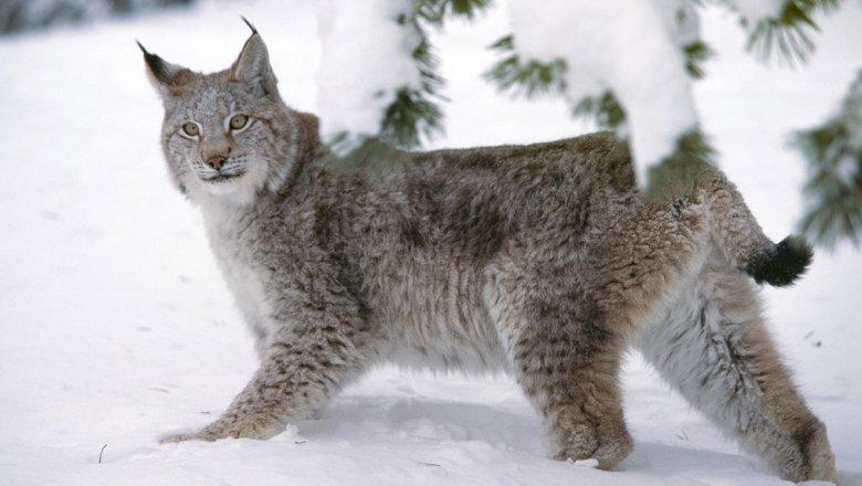 Lynx hunting requires careful preparation