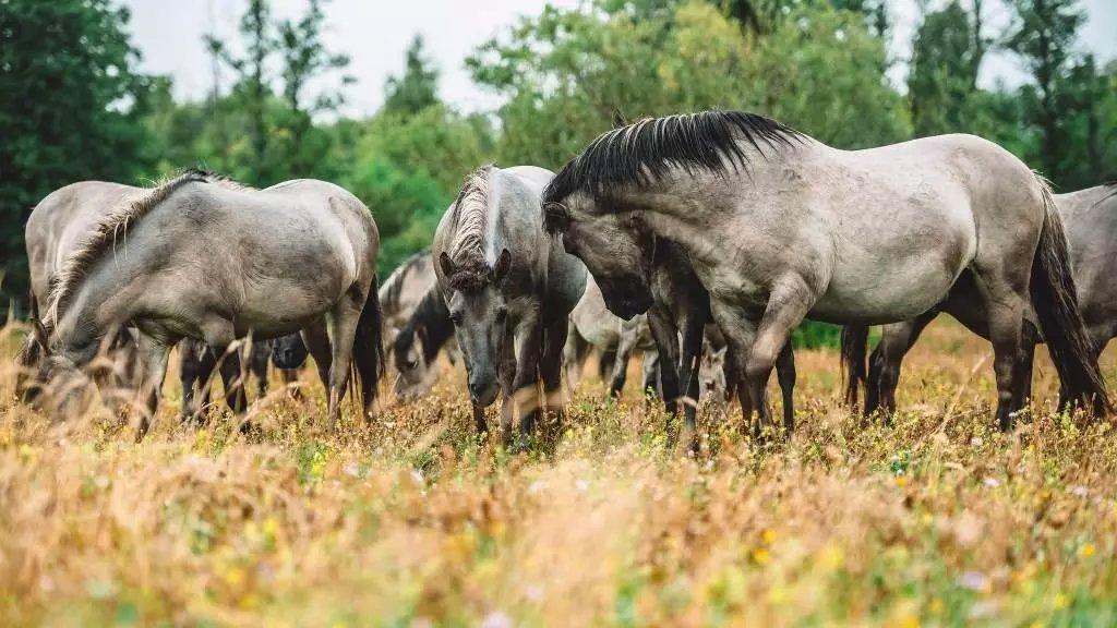 Dabas parks "Pape" pārsteidz ar unikālām dabas ekosistēmām un elpu aizraujošām ainavām.