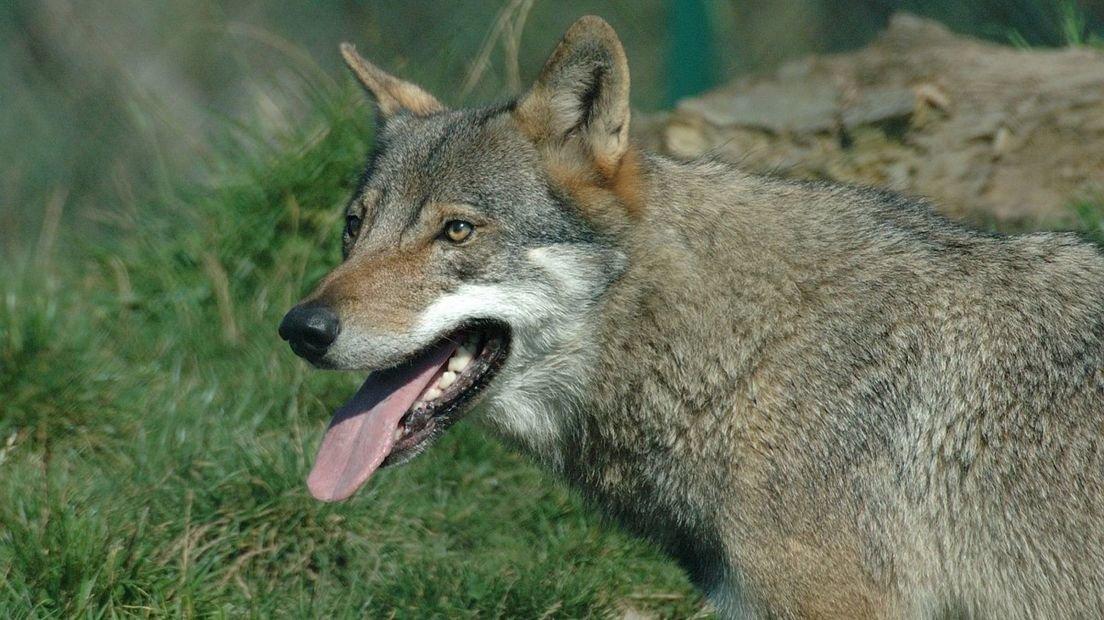 1ste wolf geschoten in Oostenrijk