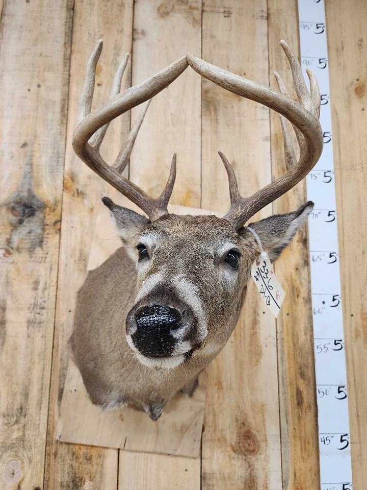 Cool basket rack Whitetail  with touching  main beam tips for the spring auction in Maquoketa Iowa