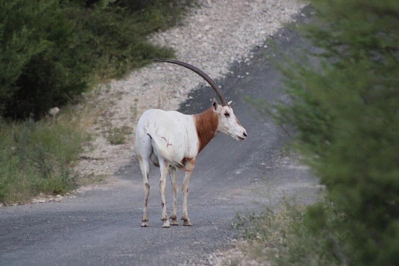 Our Scimitar-horned Oryx herds are thriving even with this heat intensive summer.